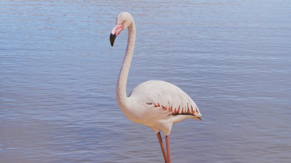 Greater flamingo