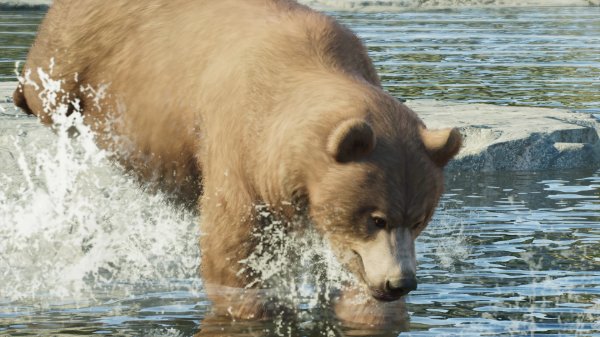 Grizzly bear