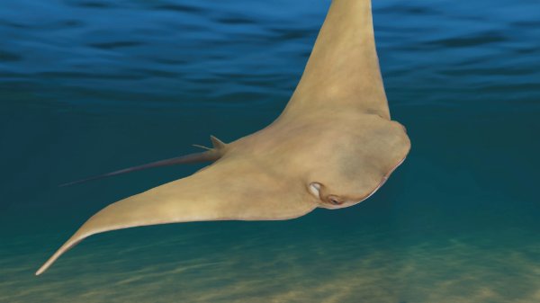 Javanese cownose ray
