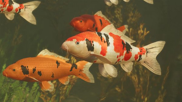 Koi