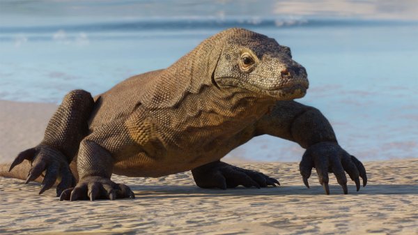 Komodo dragon