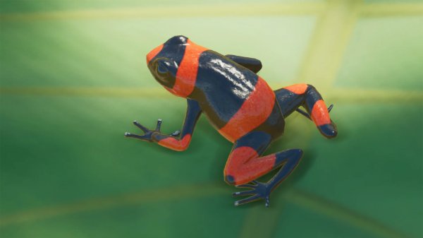 Lehmann's poison frog