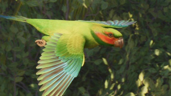 Long-tailed parakeet