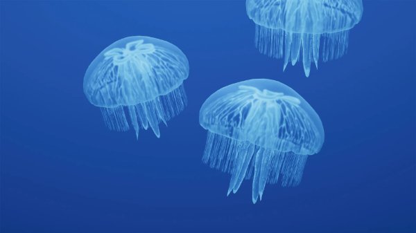 Moon jelly