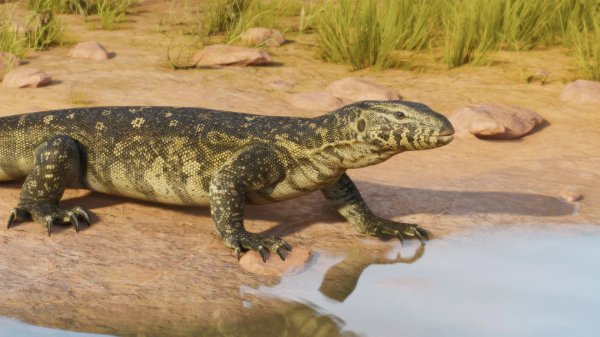 Nile monitor