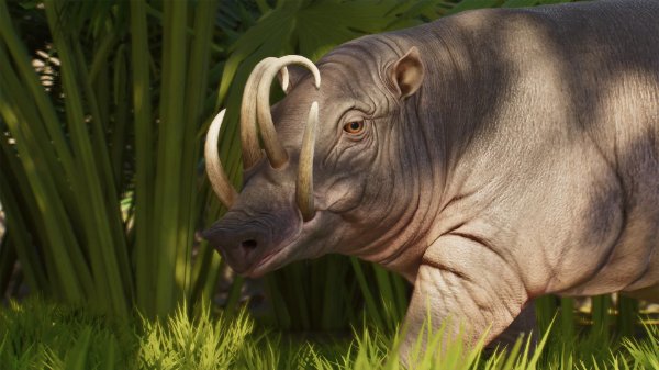 North sulawesi babirusa