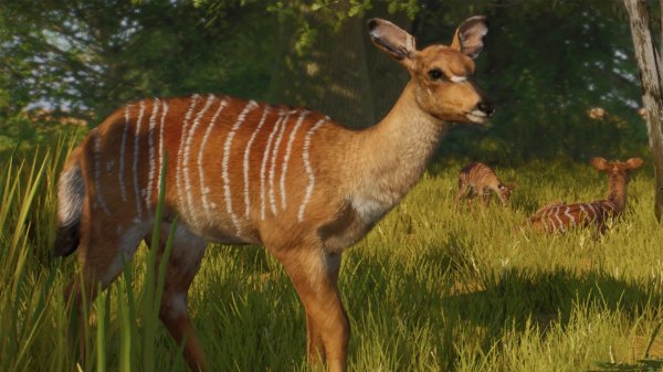 Nyala