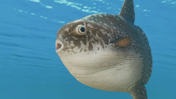 Ocean sunfish