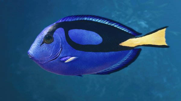 Palette surgeonfish