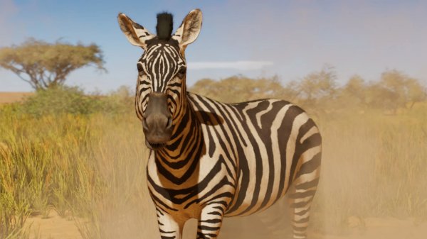 Plains zebra