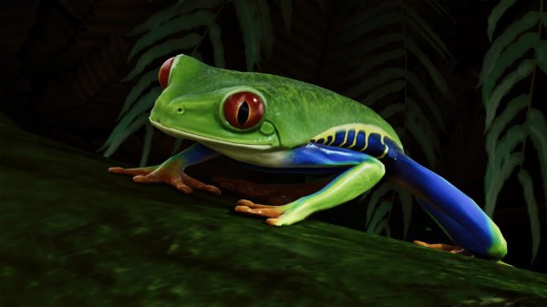 Red-eyed tree frog