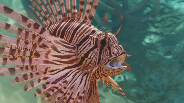 Red lionfish