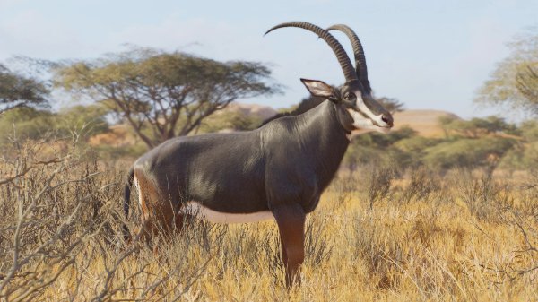 Sable antelope