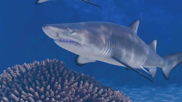 Sand tiger shark