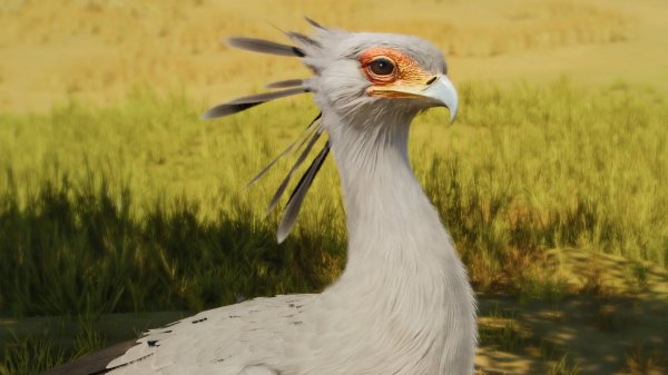 Secretarybird