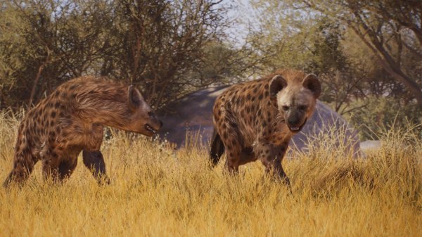 Spotted hyena