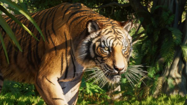 Sumatran tiger