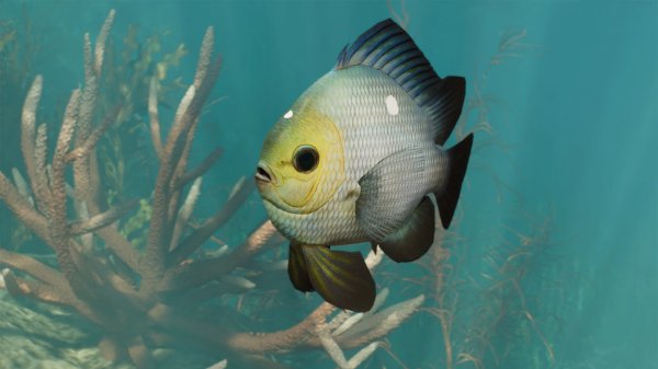 Threespot damselfish