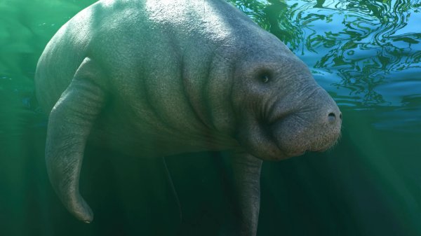 West Indian manatee