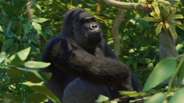 Western lowland gorilla