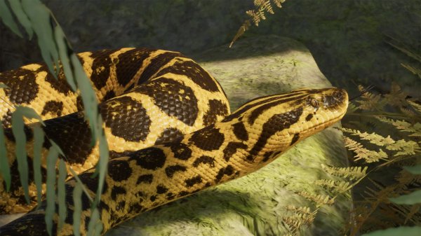 Yellow anaconda