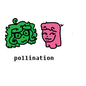 pollination