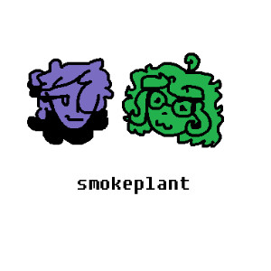 smokeplant