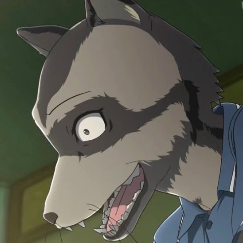 Mapache