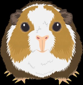 Stripe (Guinea pig)