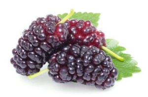 Mulberry