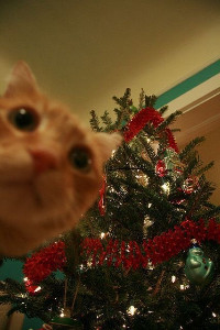 cat