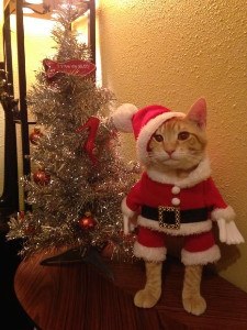 christmas cat