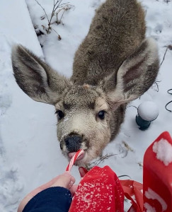 reindeers