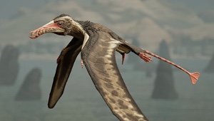Ramphorhynchus