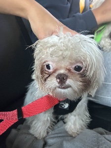 this stupid ass dog😭