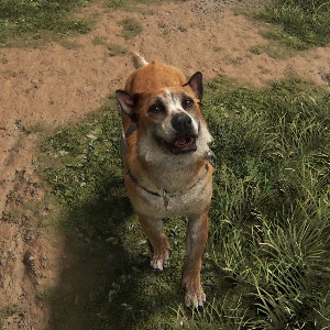 Bear