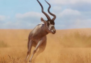 addax