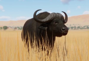 african buffalo