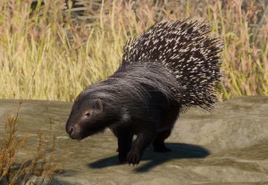 african crested porcupine