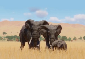 african elephant