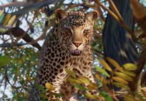 african leopard