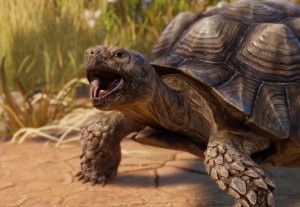 African spurred tortoise