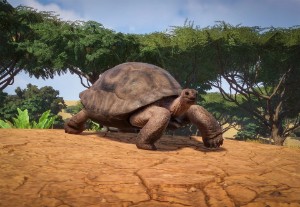 aldabra giant tortoise