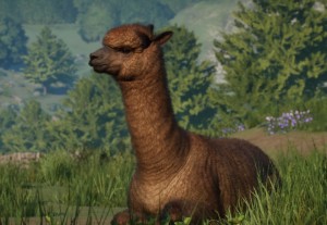 alpaca