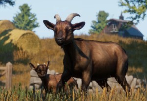alpine goat