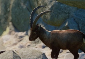 alpine ibex