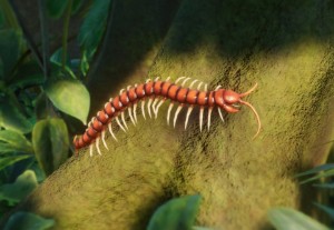 amazonian giant centipede
