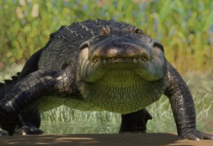 american alligator