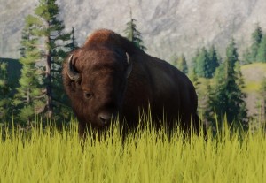 american bison