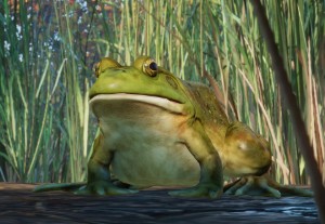american bullfrog